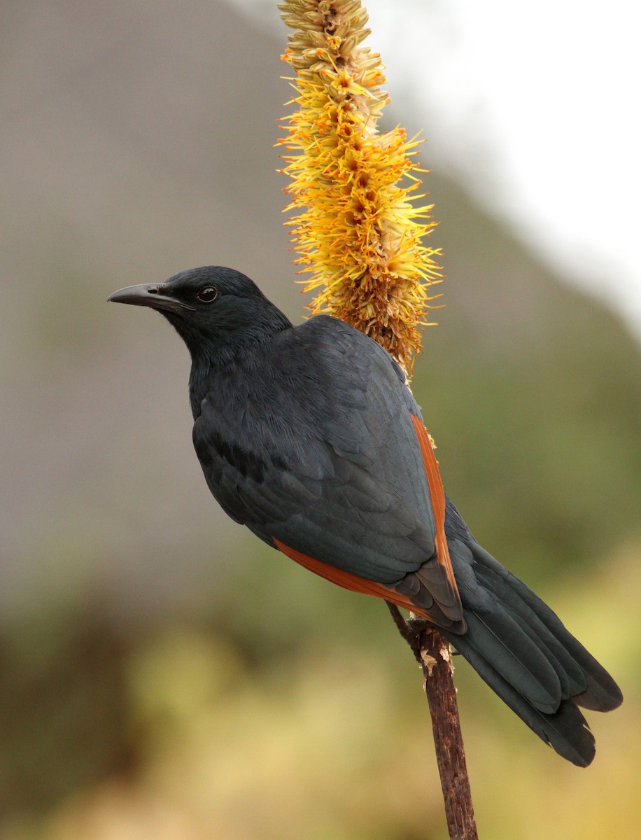 Red-winged Starling - ML241112971