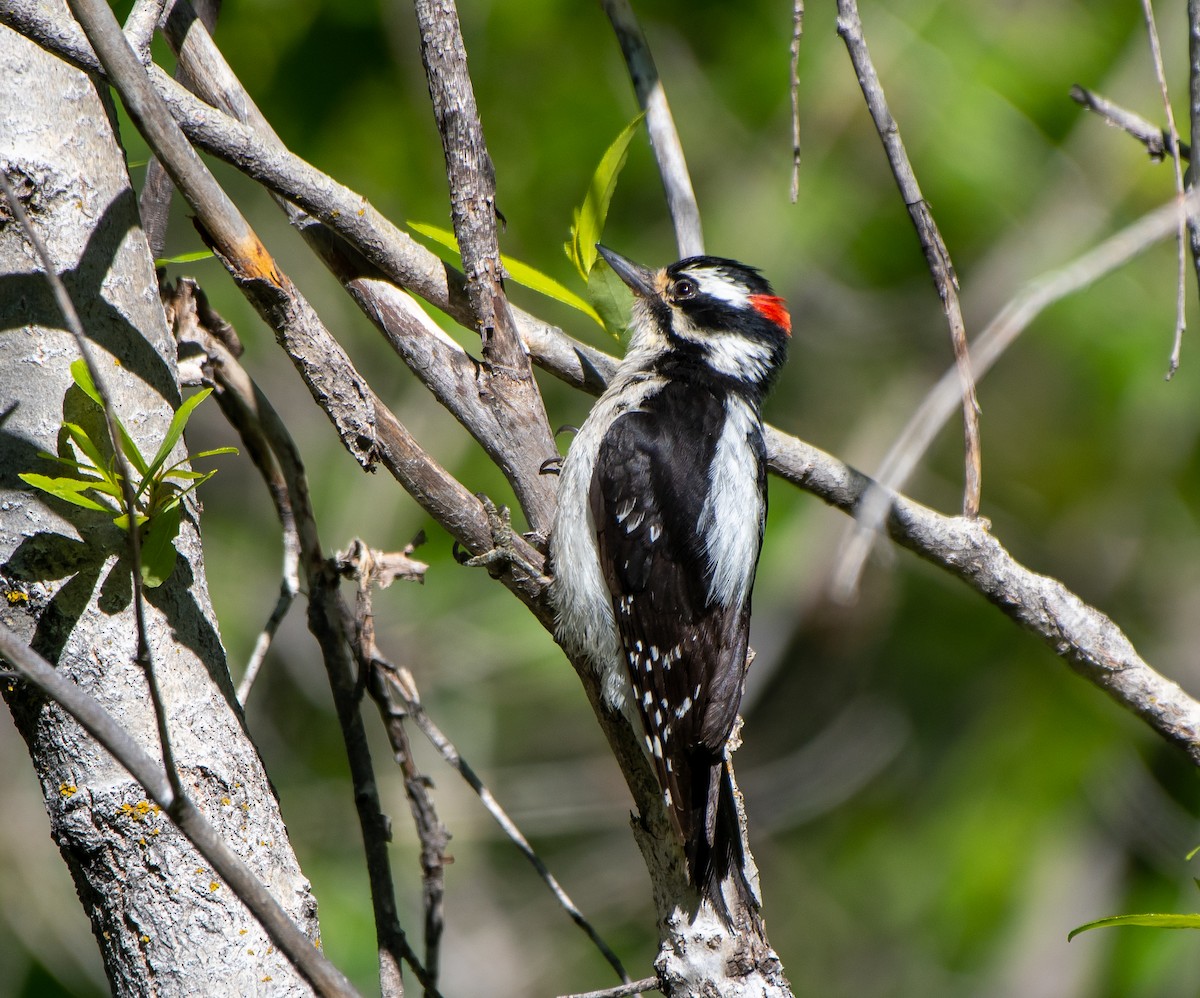 Downy Woodpecker - ML241113481