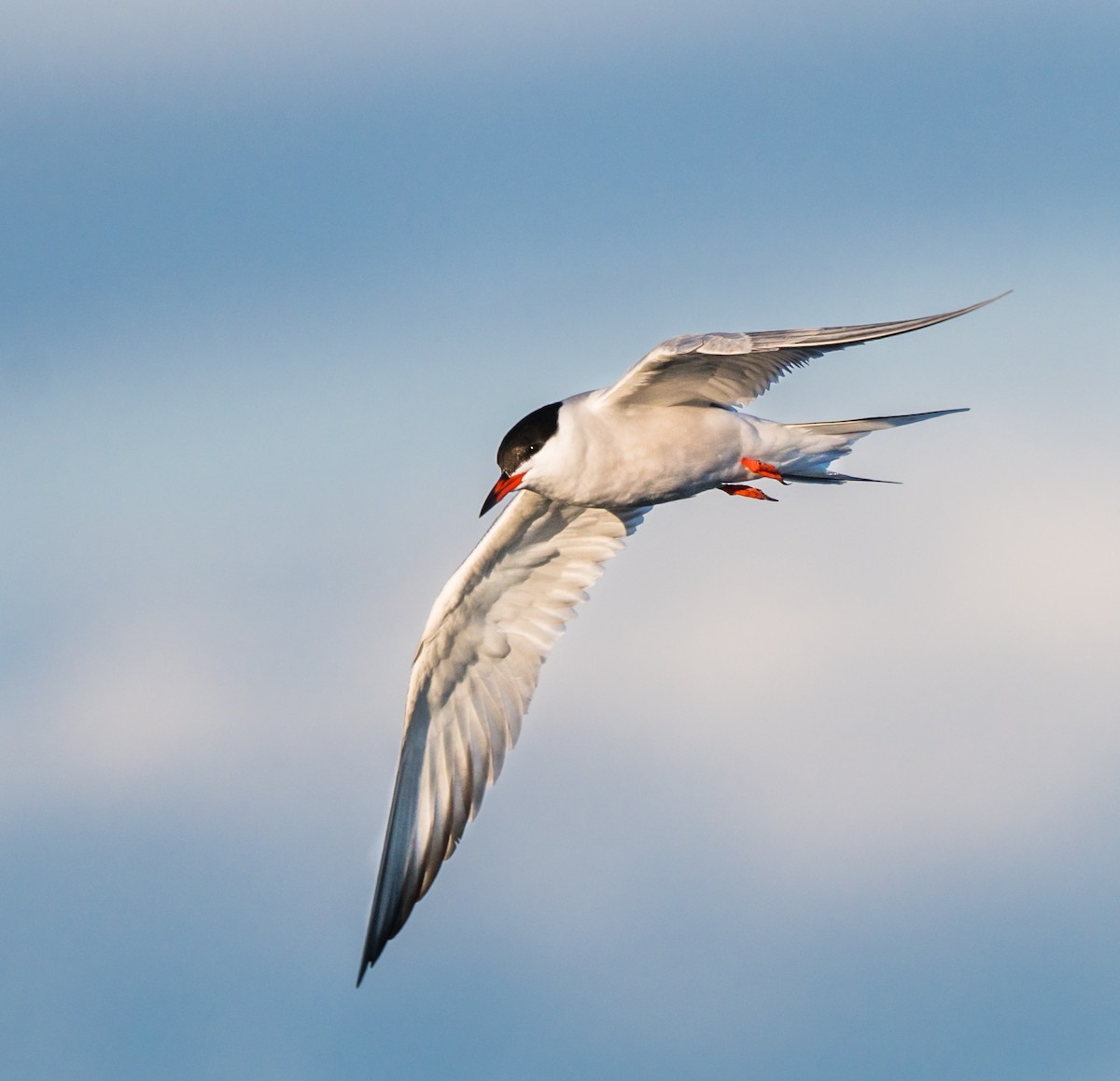 Common Tern - ML241114181