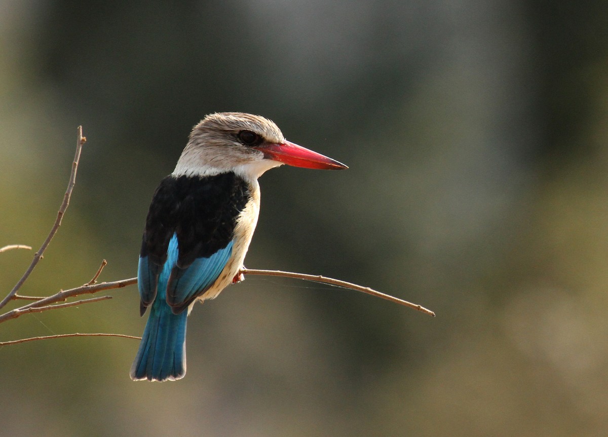 Brown-hooded Kingfisher - Cathy Sheeter