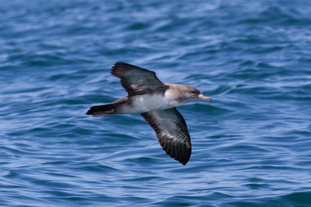 Pink-footed Shearwater - Ivo Tejeda