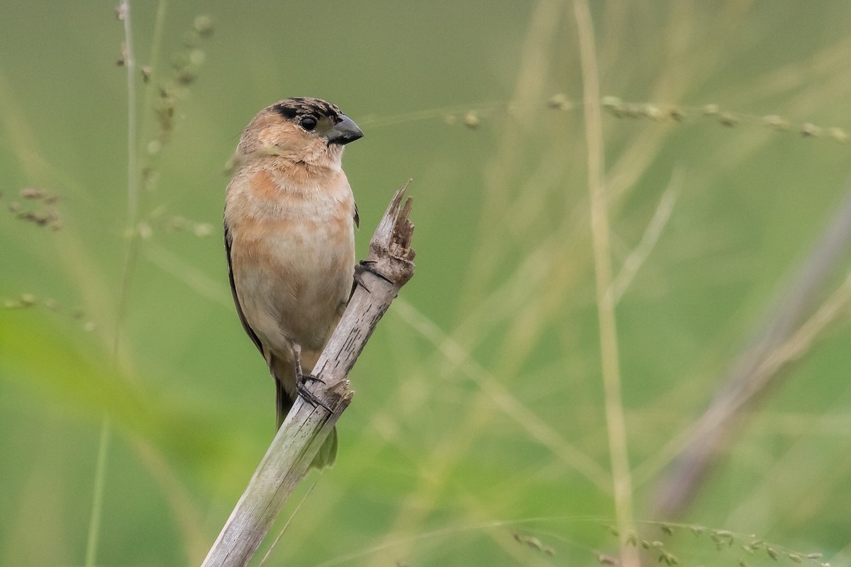 Copper Seedeater - ML241125511