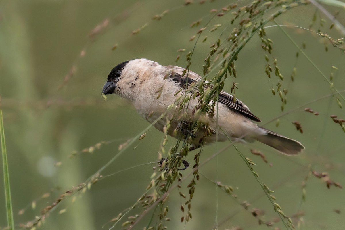 Pearly-bellied Seedeater - ML241125681