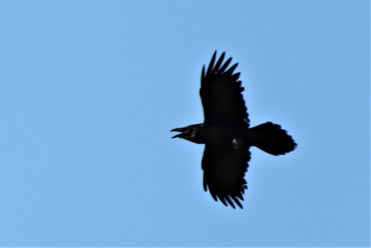 Common Raven - ML241125991