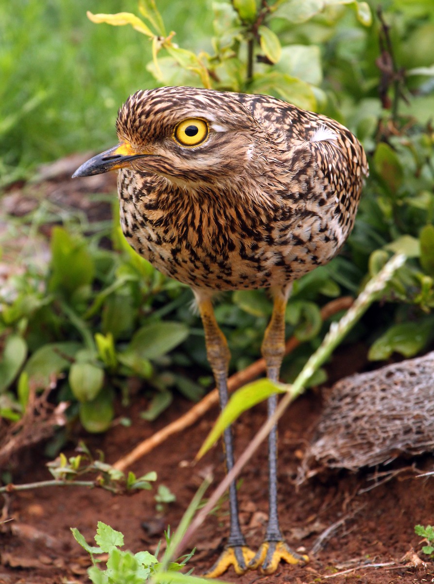 Spotted Thick-knee - ML241126161