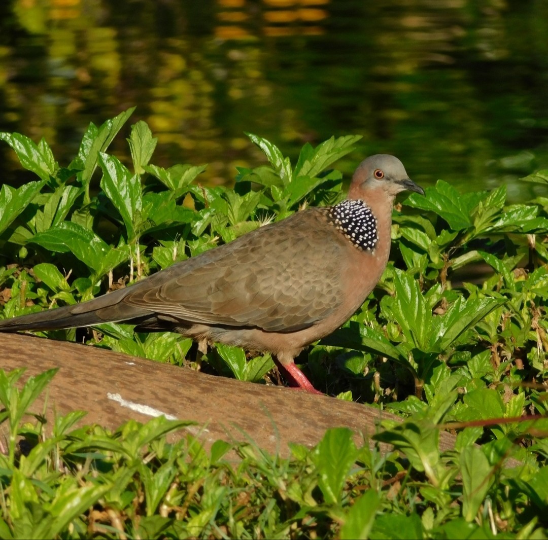 Spotted Dove - Cameron  Montgomery