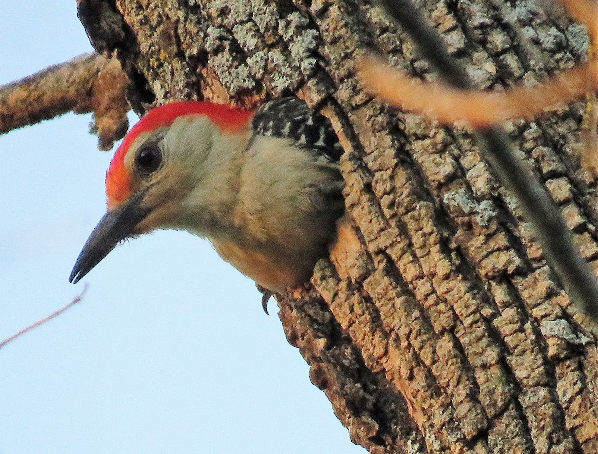 Red-bellied Woodpecker - ML241127411