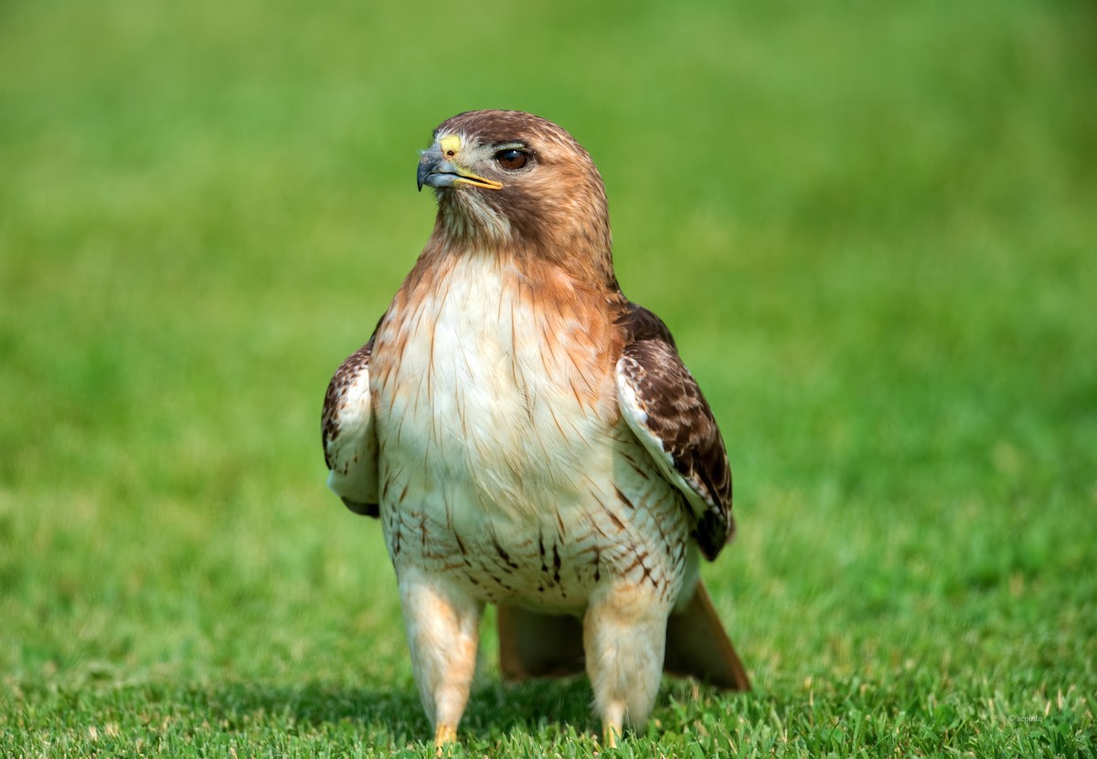 Red-tailed Hawk - Shailesh Pinto