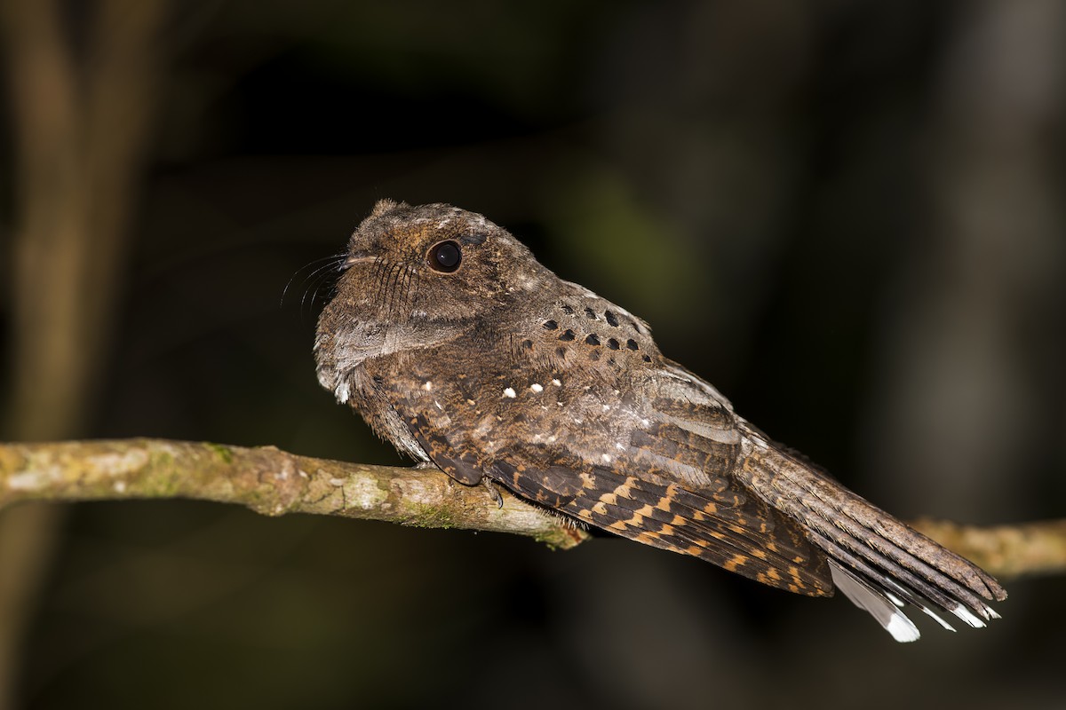 Ocellated Poorwill - ML241133621