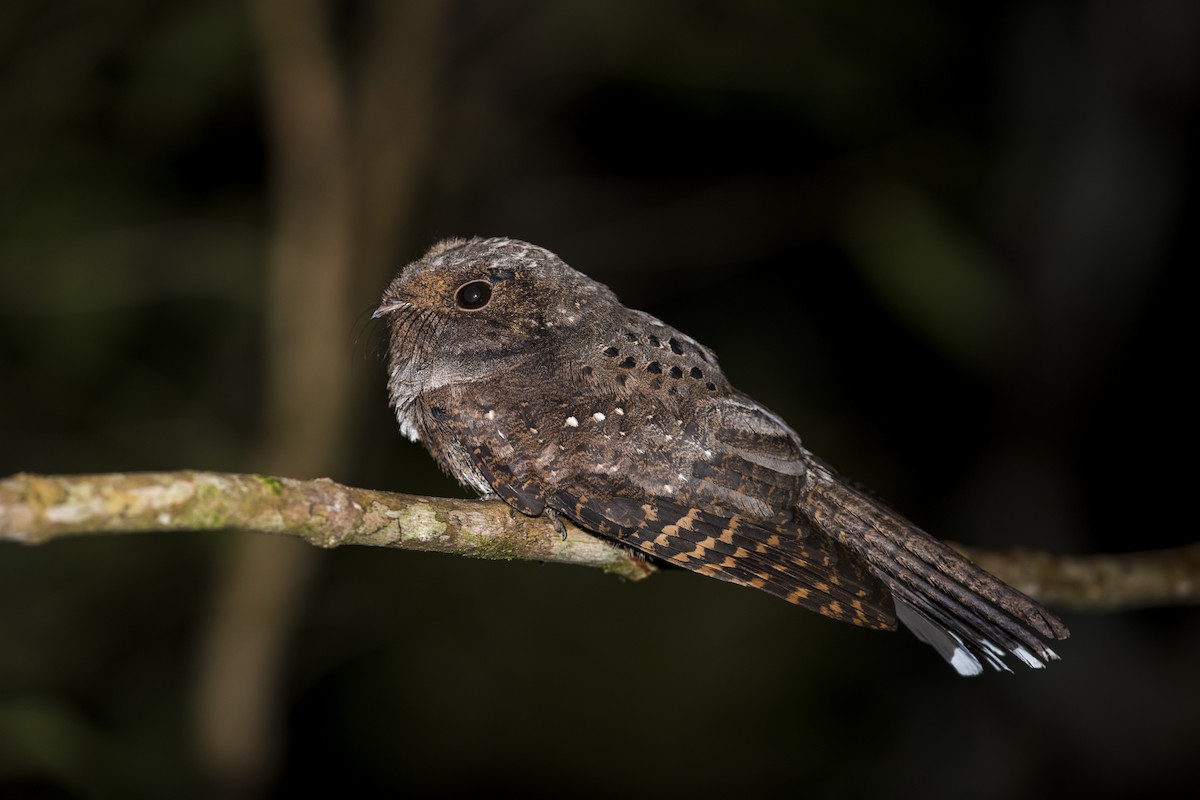 Ocellated Poorwill - ML241134111