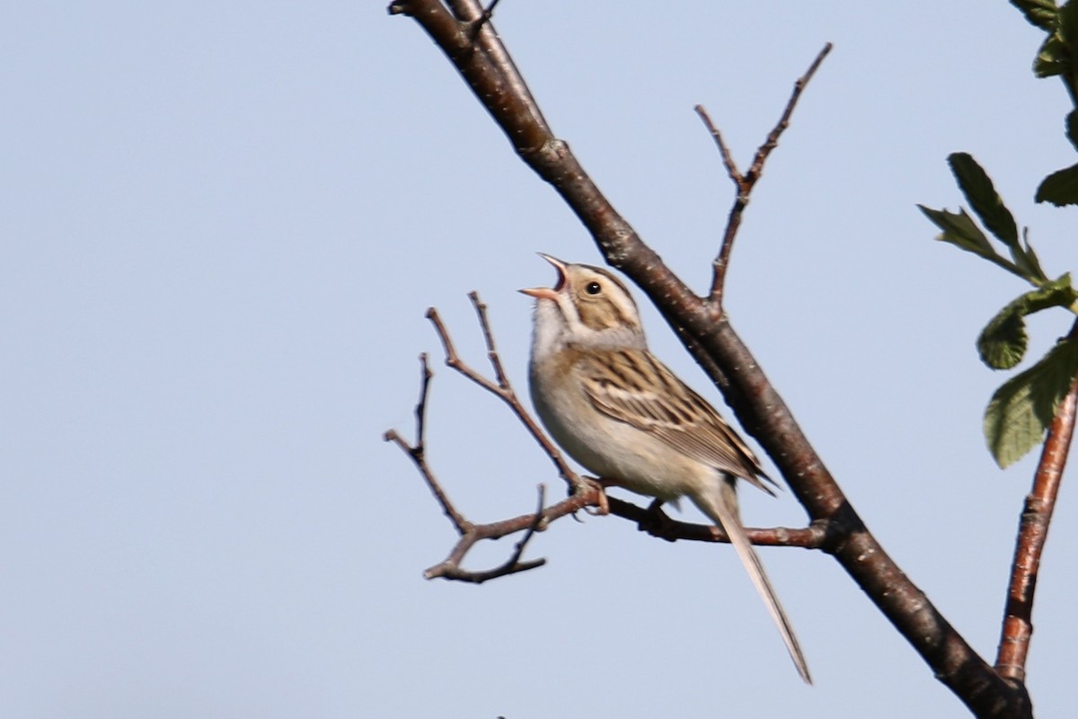 Clay-colored Sparrow - ML241134841