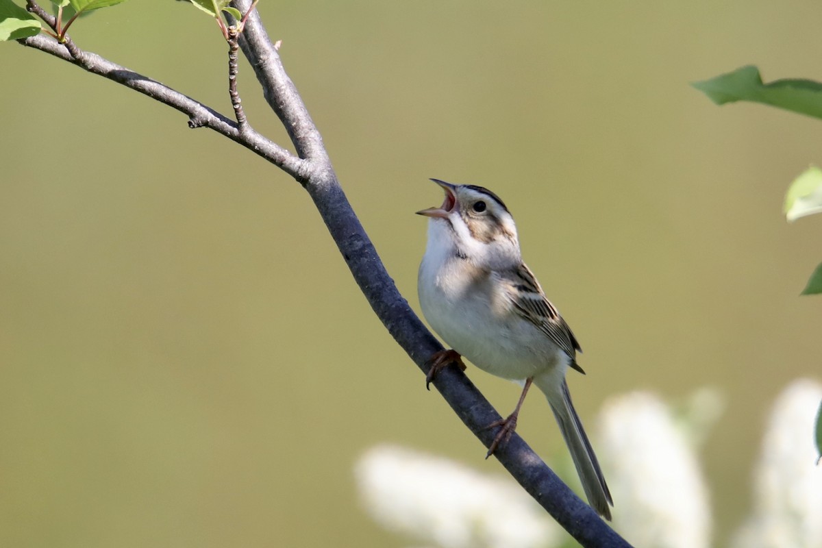 Clay-colored Sparrow - ML241134881