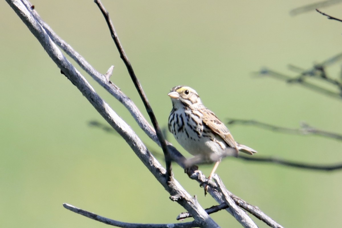 Savannah Sparrow - ML241135131