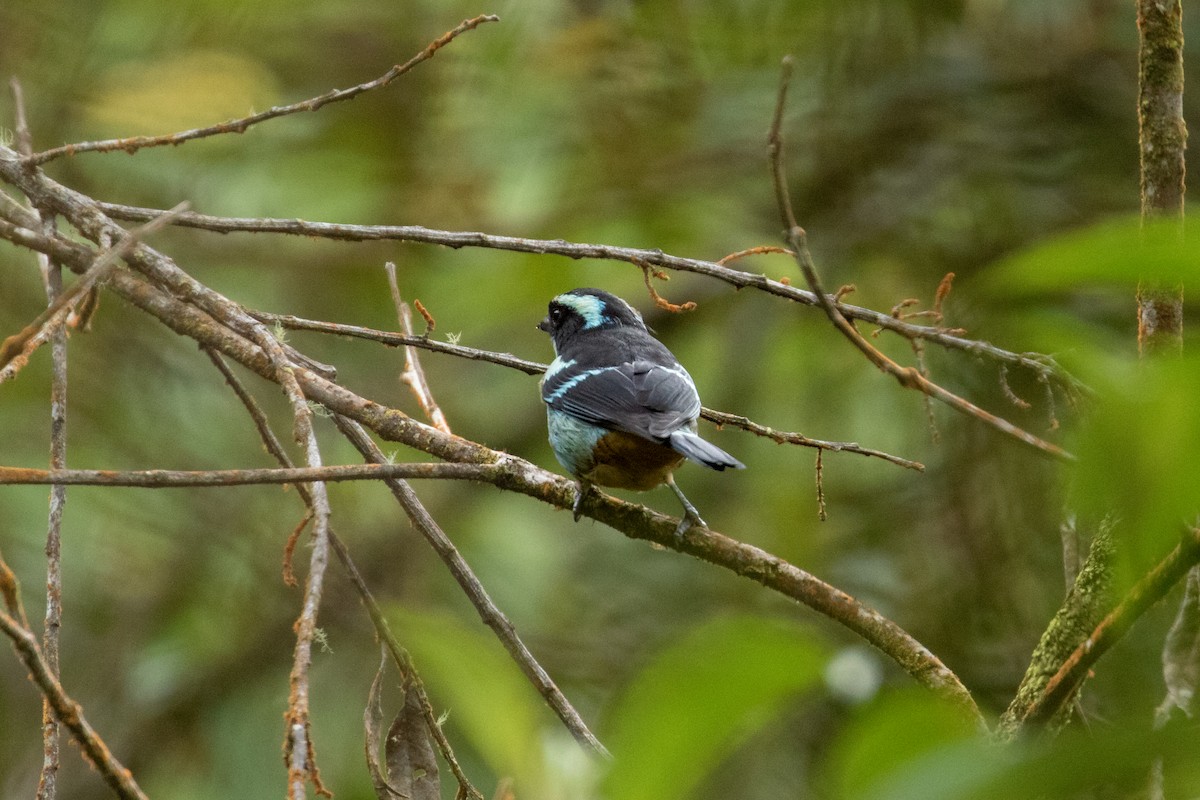 Blue-browed Tanager - ML241135381