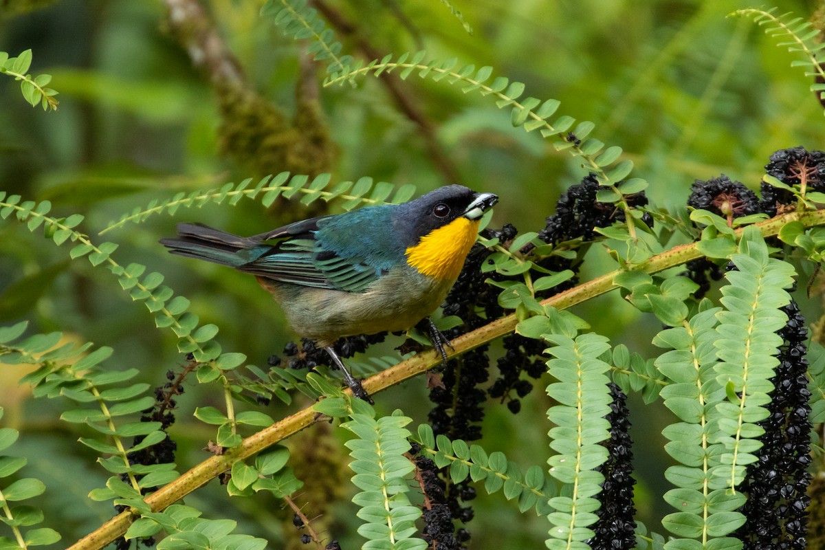 Yellow-throated Tanager - ML241135781