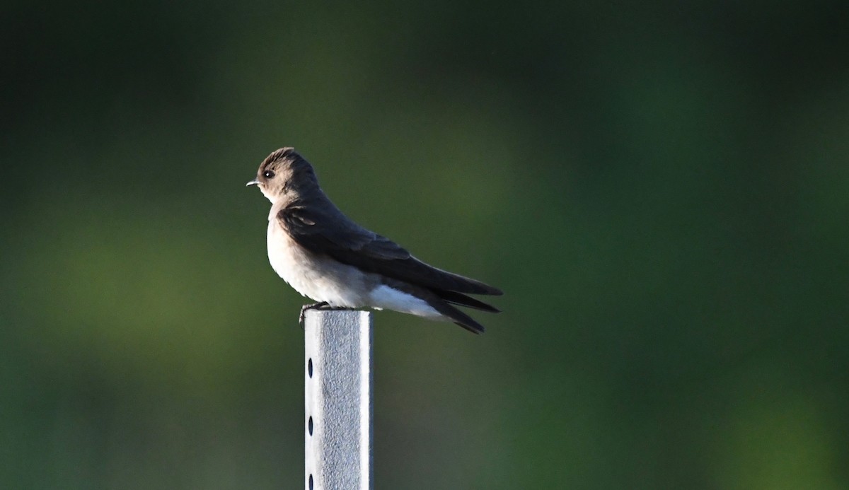 Northern Rough-winged Swallow - ML241138671