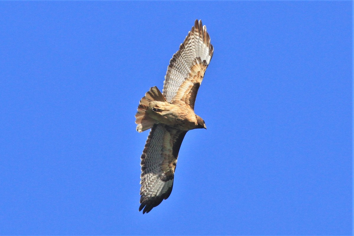 Red-tailed Hawk - ML241140281