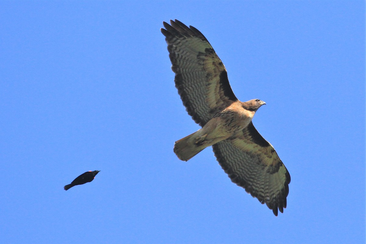 Red-tailed Hawk - ML241140321