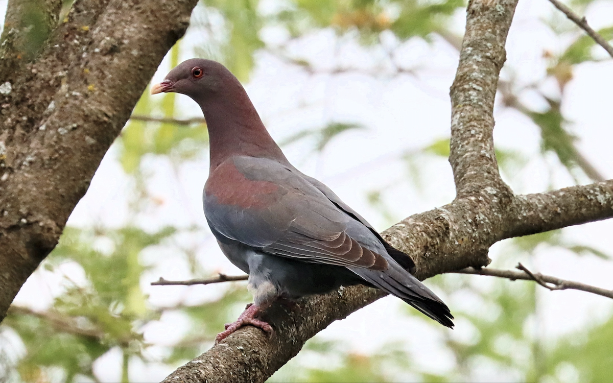 Red-billed Pigeon - Ricardo Lopez Z.