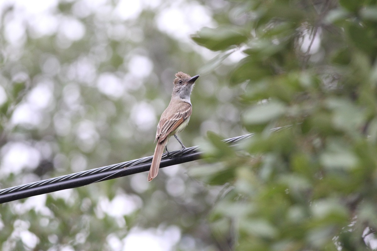 Brown-crested Flycatcher - Michael O'Brien