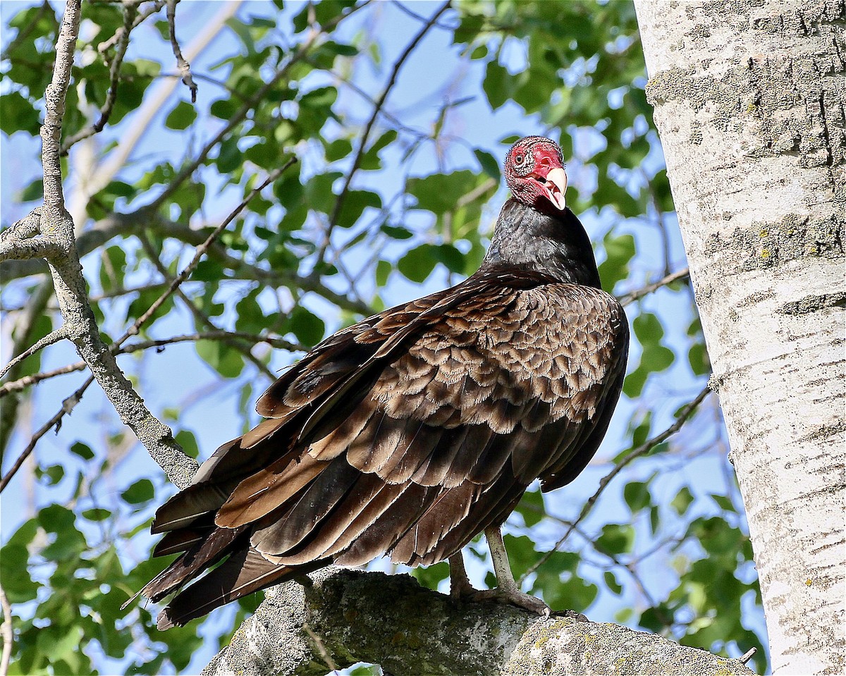 Turkey Vulture - ML241145061