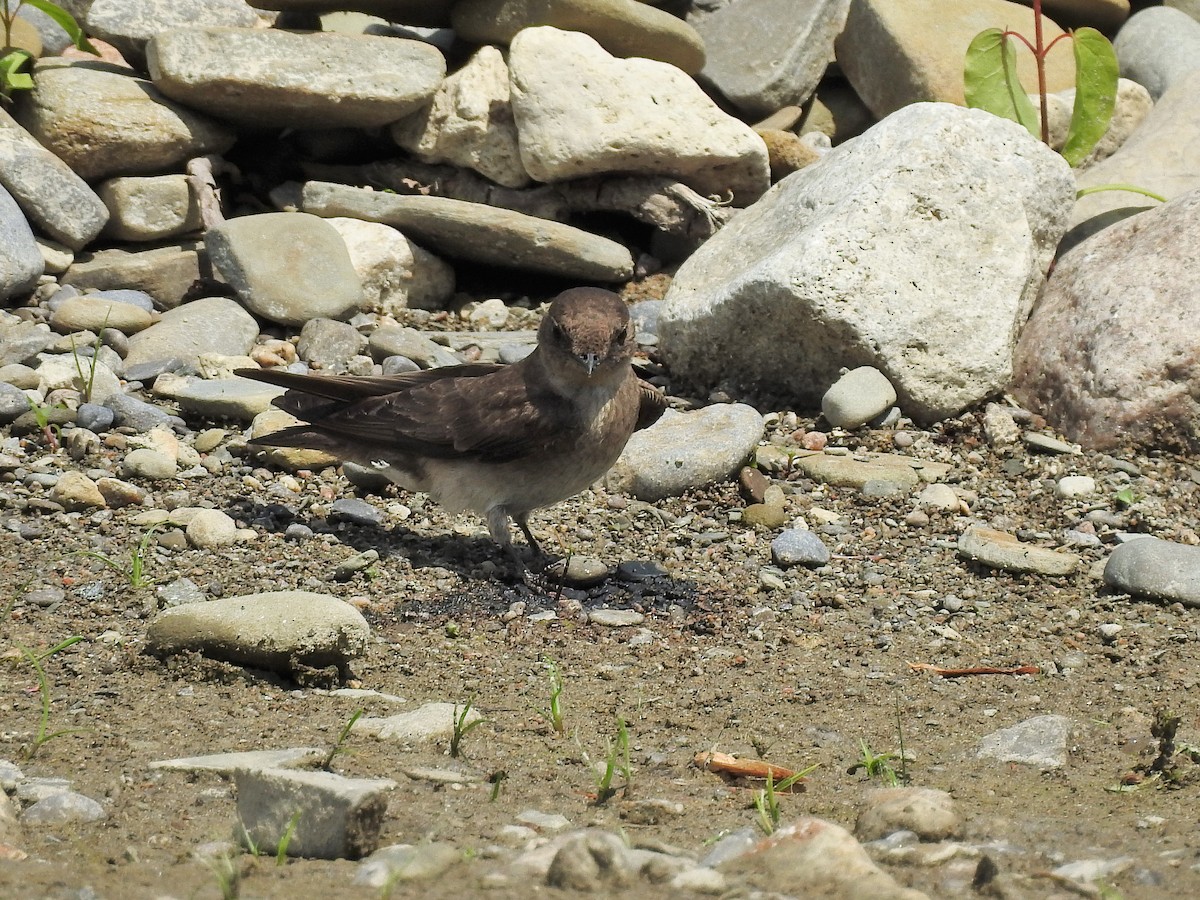 Northern Rough-winged Swallow - Chris Ryan
