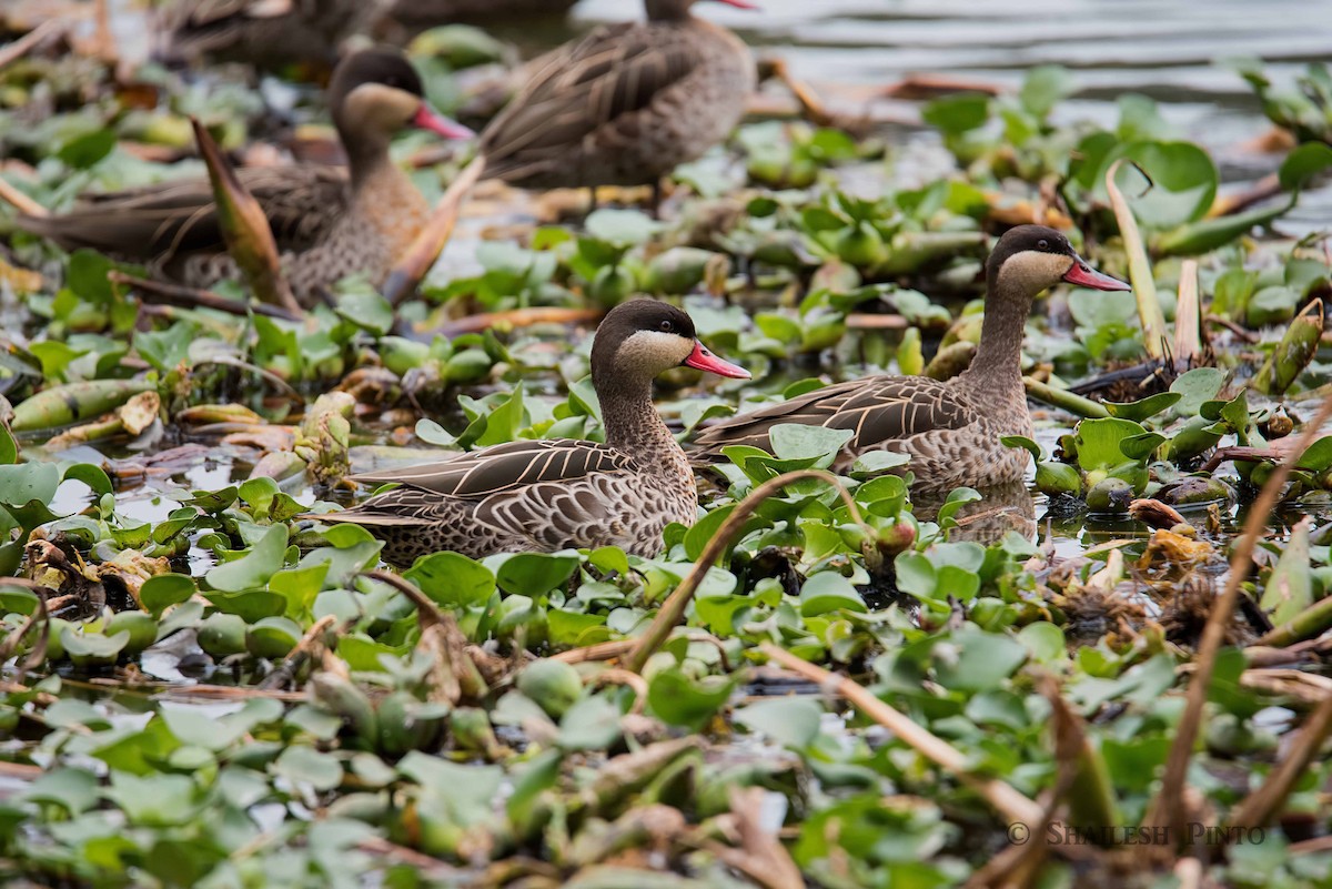 Red-billed Duck - ML24115081