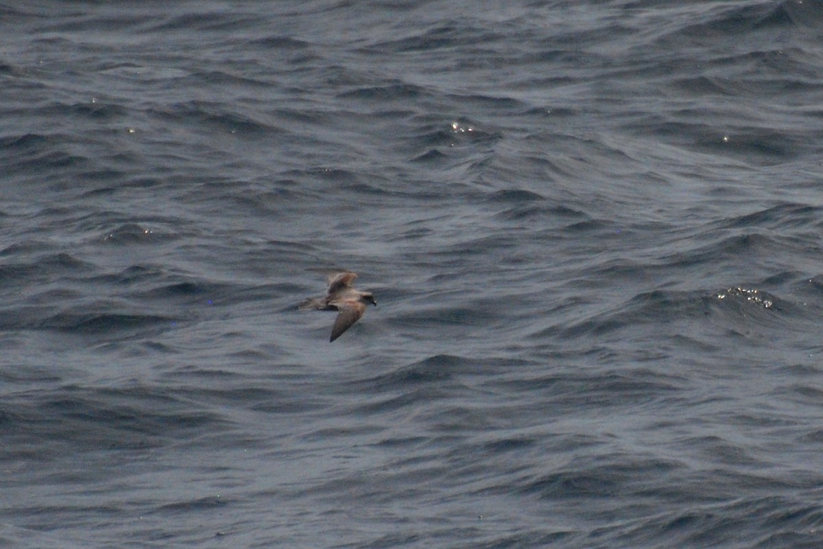 Fork-tailed Storm-Petrel - ML24115541
