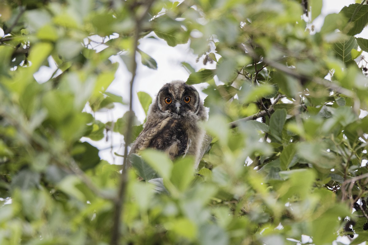 Long-eared Owl - Holger Teichmann