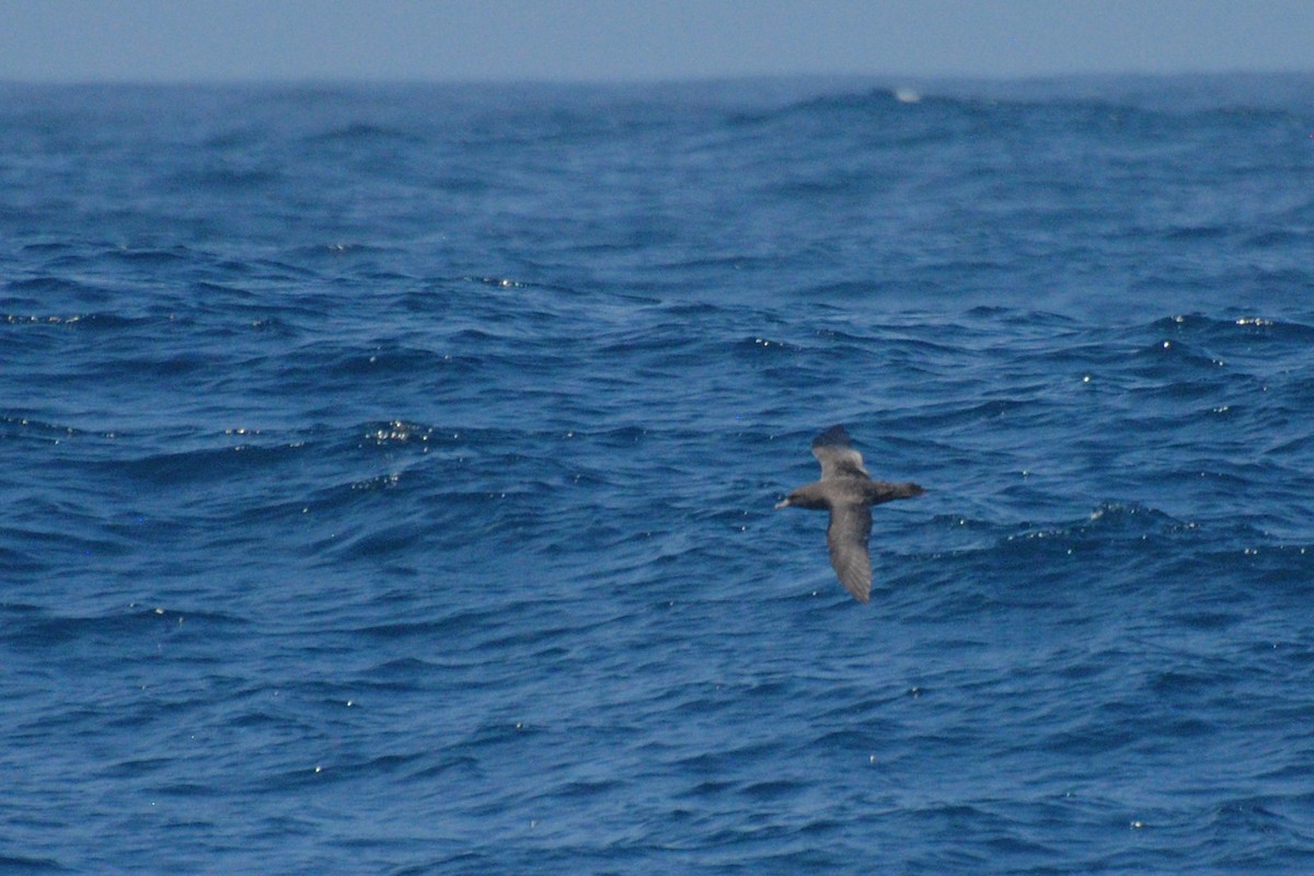 Flesh-footed Shearwater - ML24115621