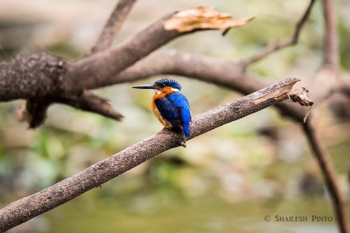 Malagasy Kingfisher - ML24115631