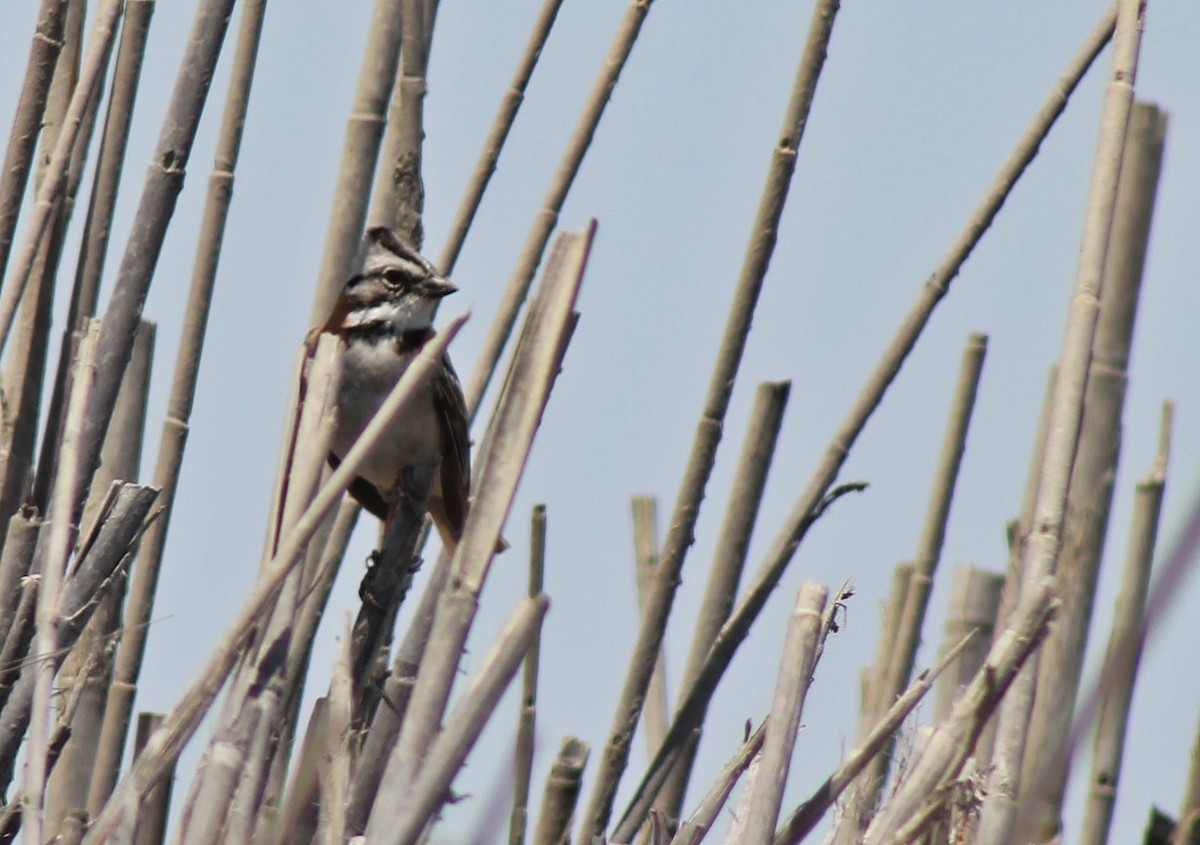 Rufous-collared Sparrow - Omar Custodio - CORBIDI