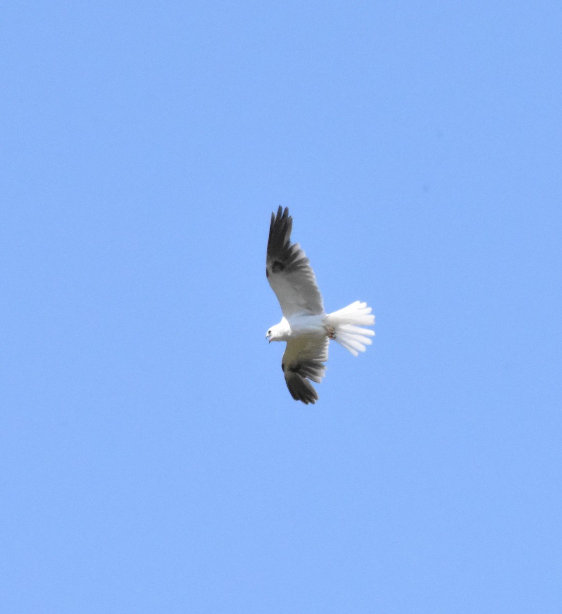 White-tailed Kite - ML241158321