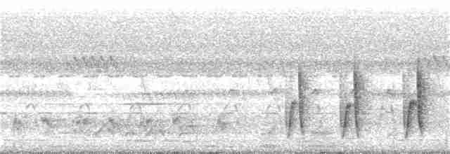 Camaroptère à tête grise (groupe brevicaudata) - ML24116161