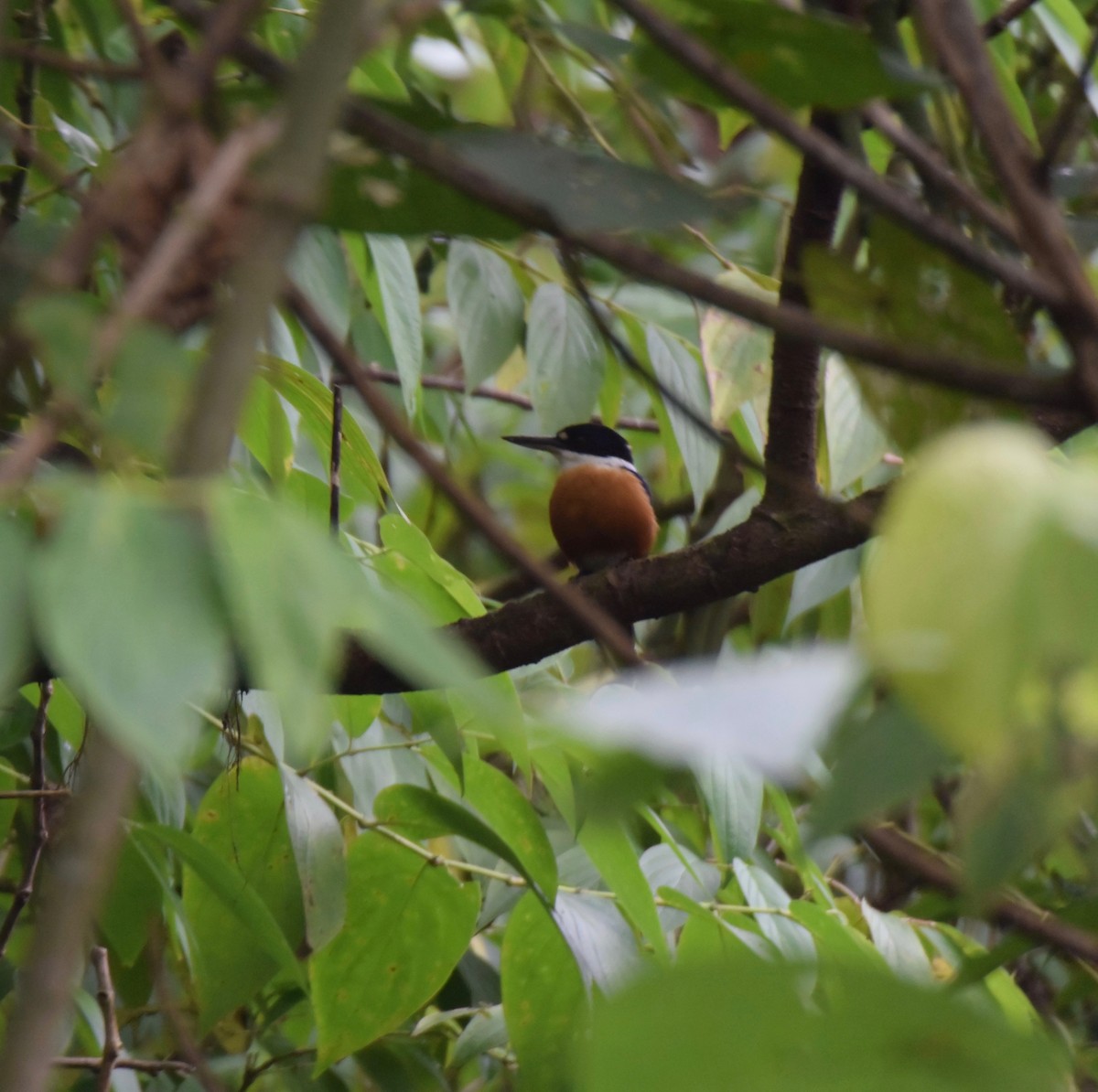 Vanuatu Kingfisher - Michael  Leven
