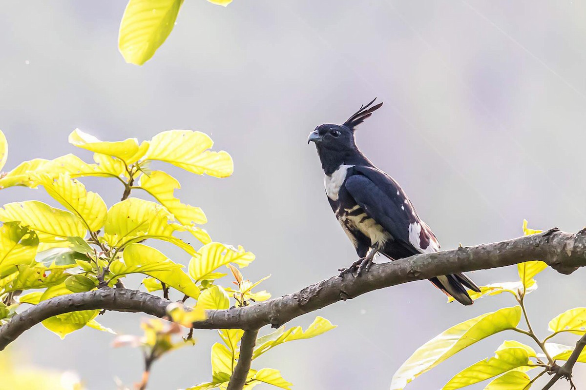 Black Baza - Nepal Important  Bird Records