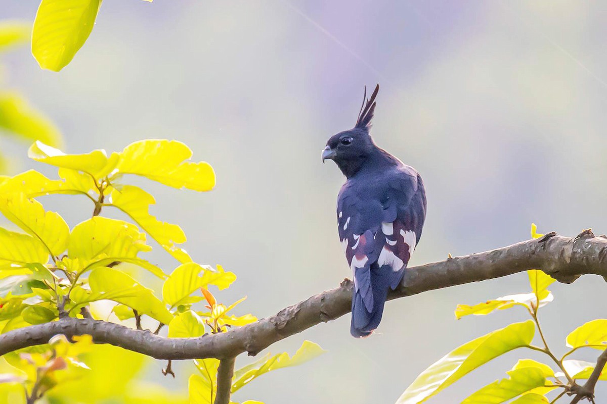 Black Baza - Nepal Important  Bird Records