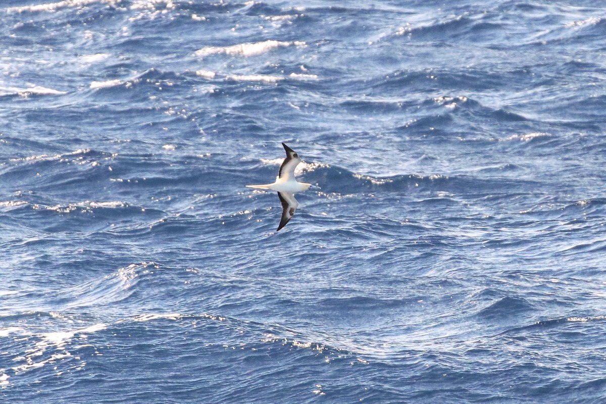Red-footed Booby (Indopacific) - ML241164991