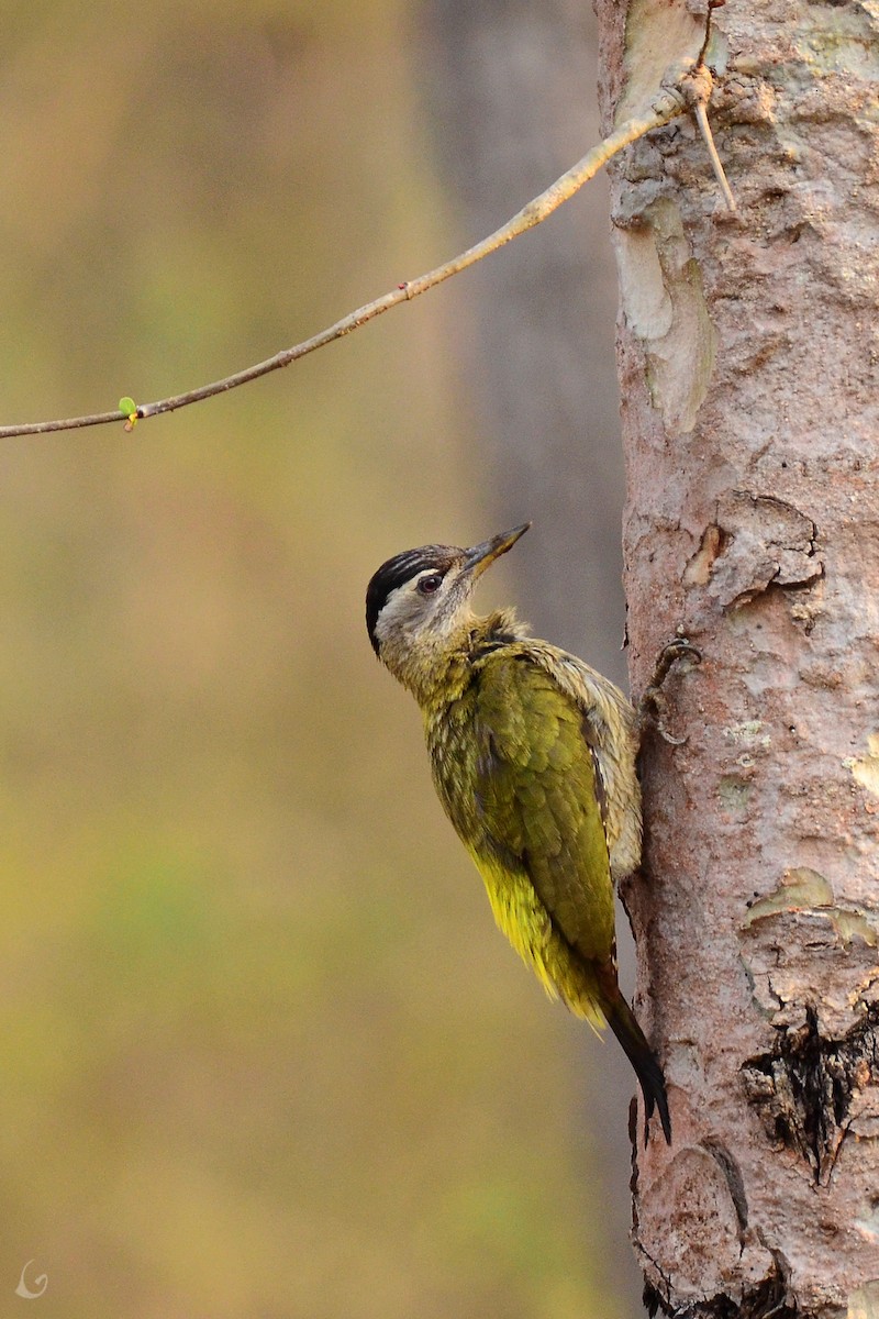 Streak-throated Woodpecker - ML241166101