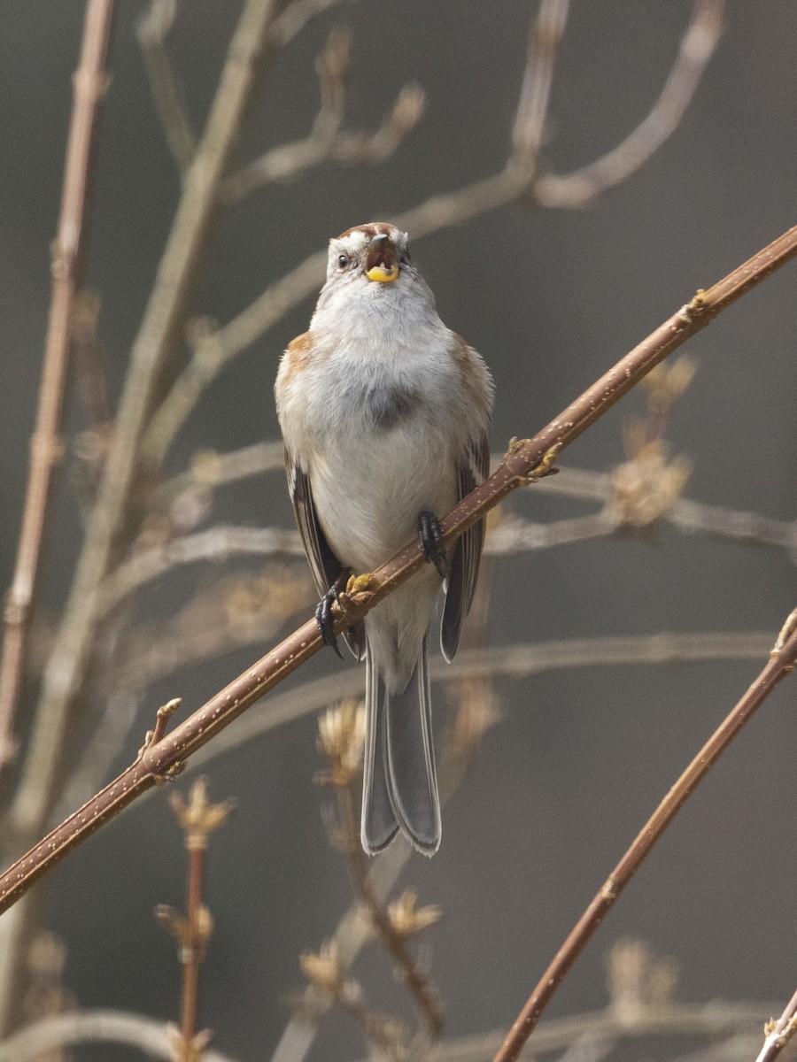 American Tree Sparrow - ML241169281