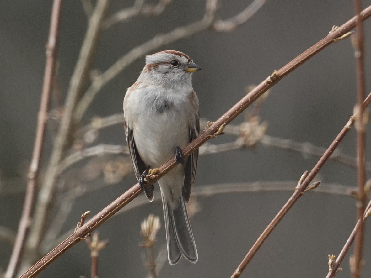 American Tree Sparrow - ML241169521
