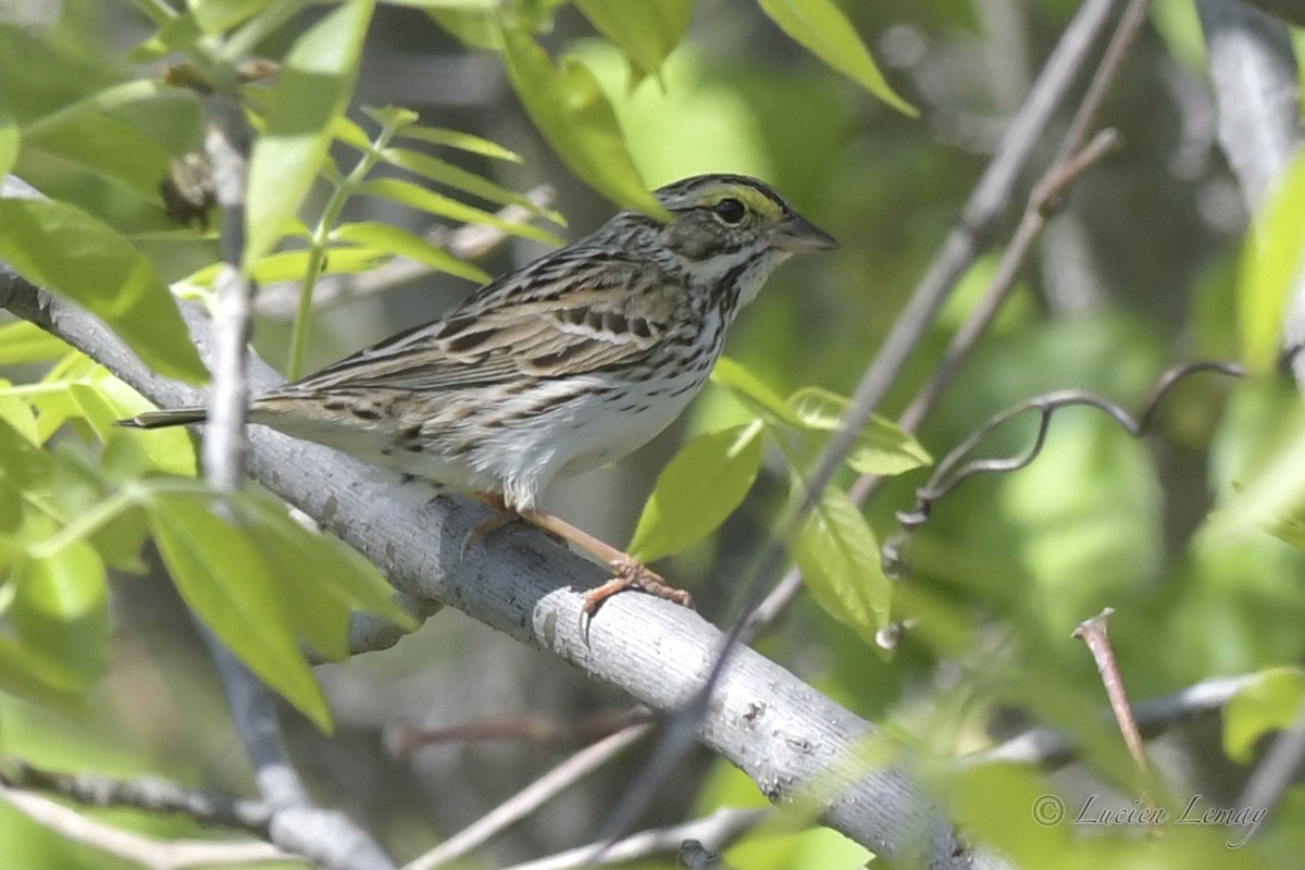 Savannah Sparrow - ML241170991