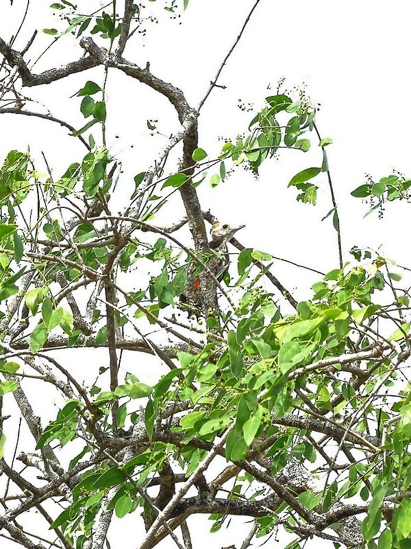 Yellow-crowned Woodpecker - ML241172071