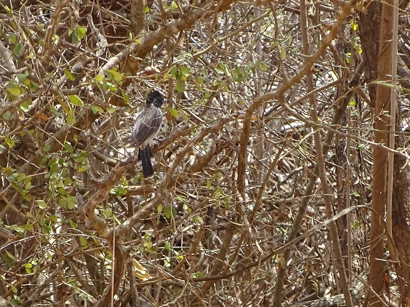 Red-vented Bulbul - ML241173181