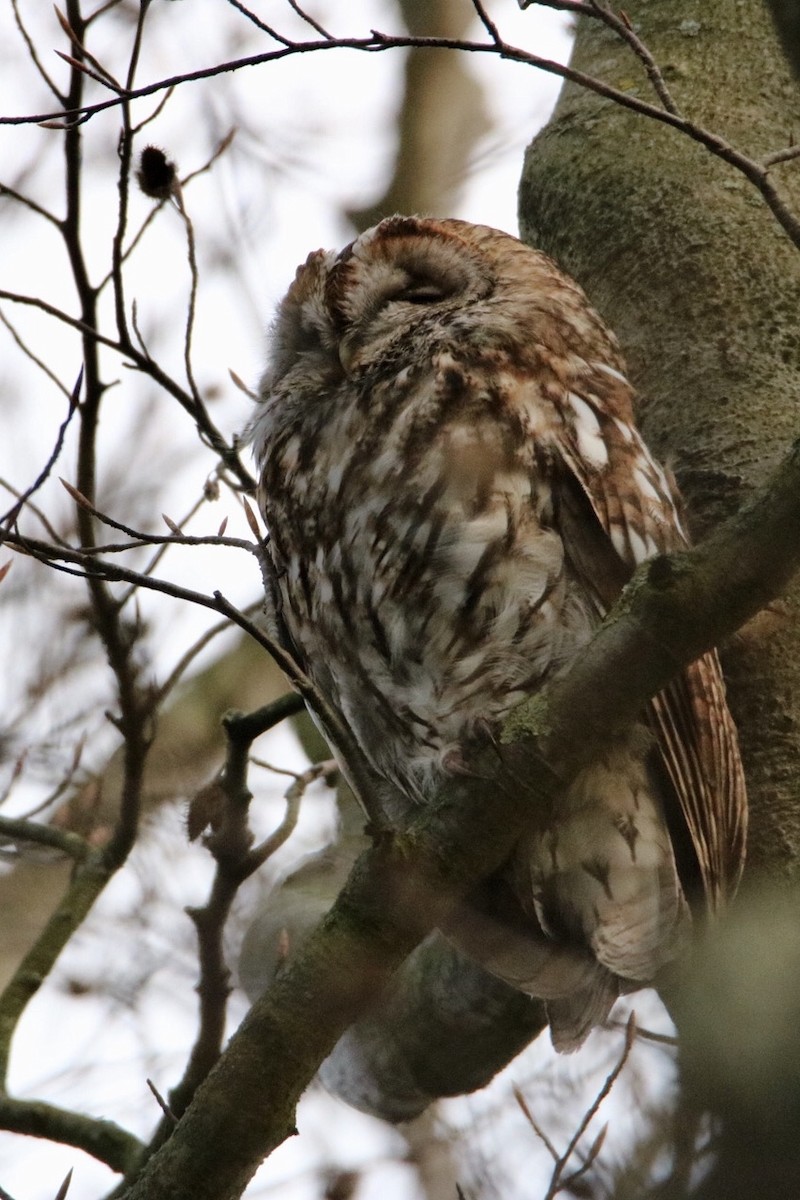 Tawny Owl - ML241174771