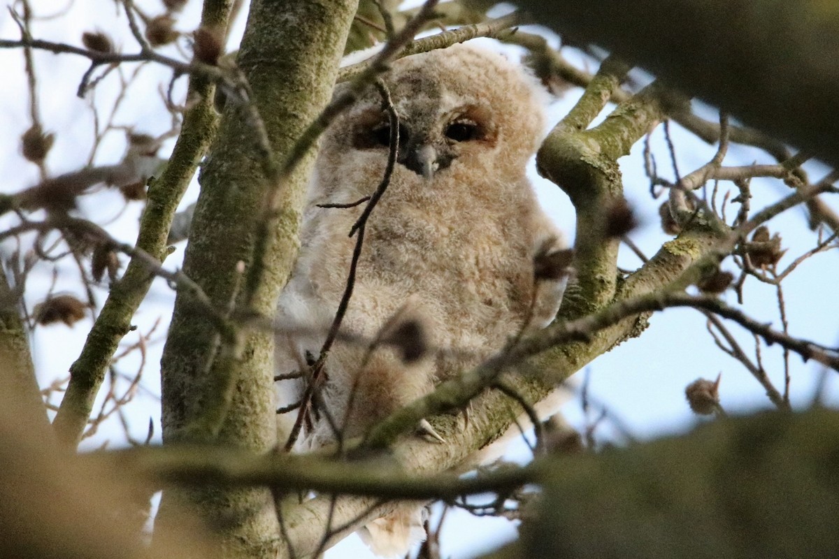 Tawny Owl - ML241174781