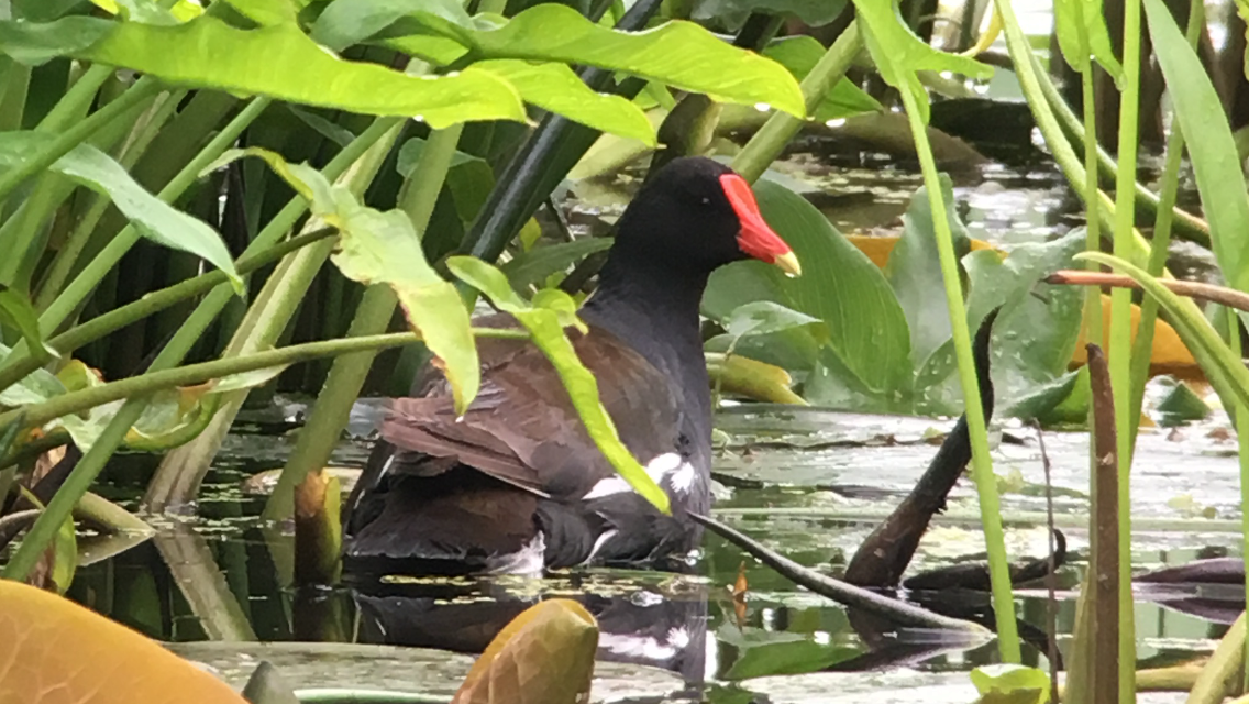 Common Gallinule - Ted Gilliland