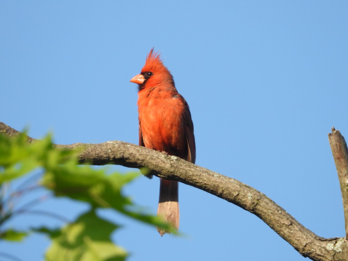 Northern Cardinal - Kent Millham