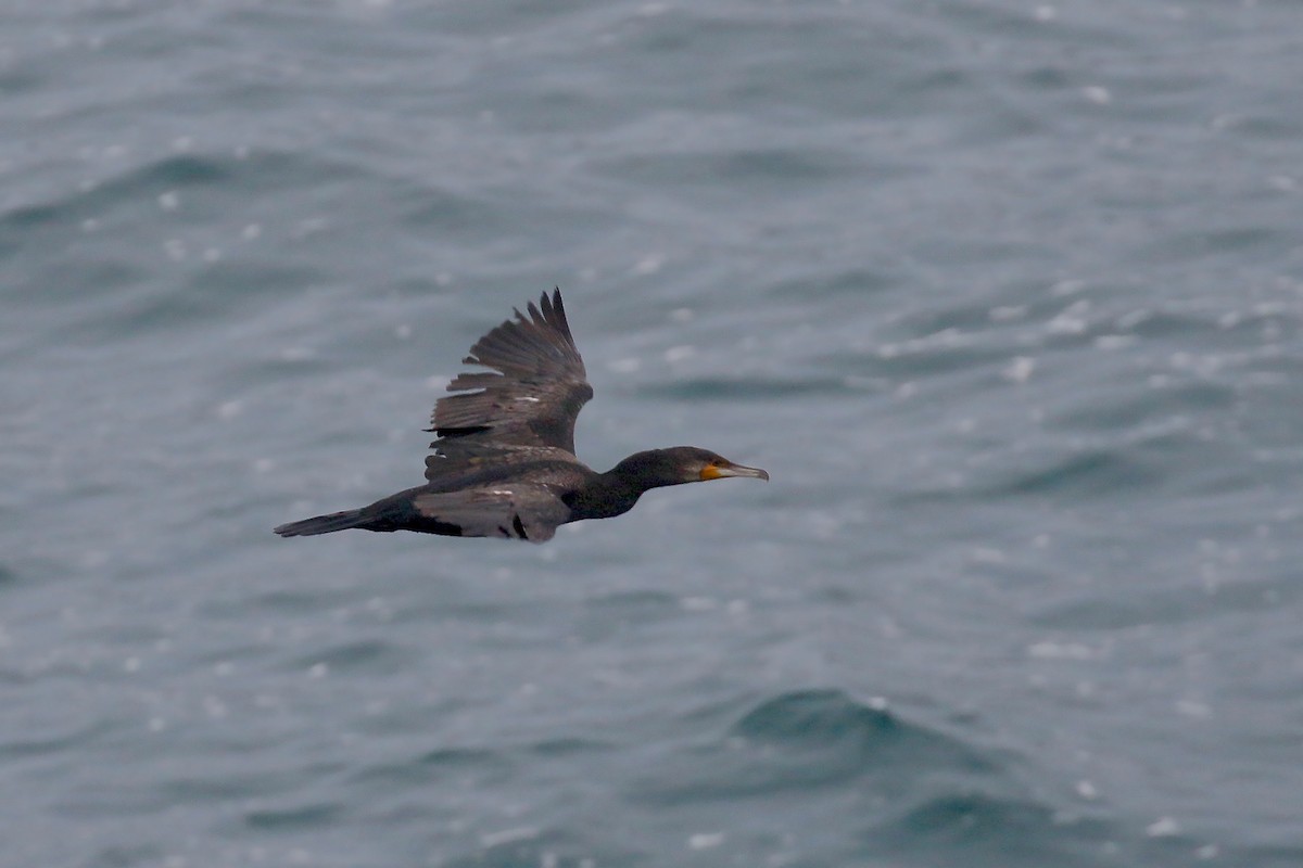 Great Cormorant (Australasian) - ML241181481