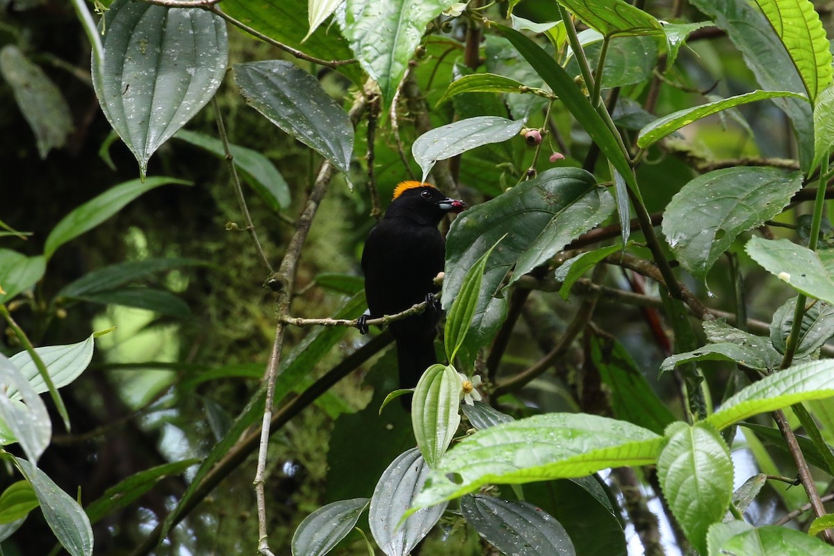 Tawny-crested Tanager - ML241185351